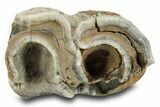 Fossil Woolly Rhino (Coelodonta) Tooth - Siberia #380742-2